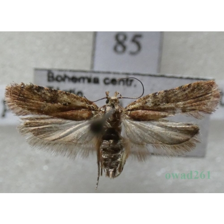 Agonopterix purpurea (Haworth, 1811) Czech85